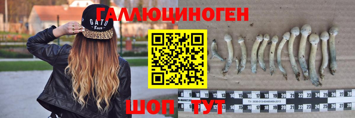 Галлюциногенные грибы Psilocybine cubensis Чебаркуль